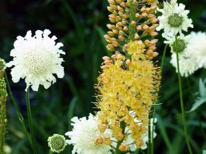 Foxtail lily and yellow scabious