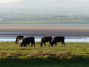 Grazing salt marsh cattle