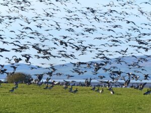 Overwintering Barnacle geese on the Solway