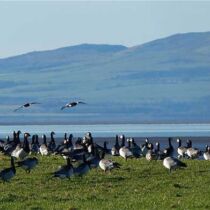 Barnacle geese on the Solway Barnacle geese on the Solway