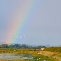 Solway rainbow and Whooper swans Solway rainbow and Whooper swans