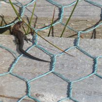 Common lizard Common lizard