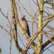 Waxwing Waxwing