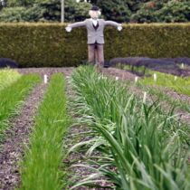 Scarecrow and vegetable garden Scarecrow and vegetable garden