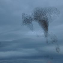 Solway Starling murmuration Solway Starling murmuration