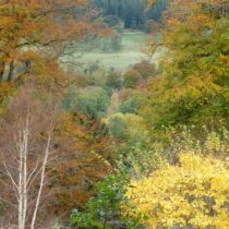 Autumn colour Autumn colour