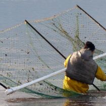 Haafnet fishing in the Solway Haafnet fishing in the Solway
