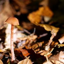 Autumn fungi Autumn fungi
