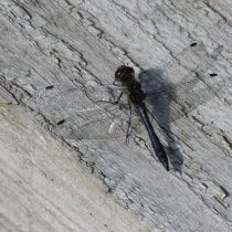 Dragonfly Dragonfly