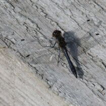 Dragonfly Dragonfly