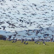 Barnacle geese Barnacle geese