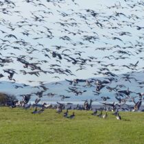 Barnacle geese Barnacle geese