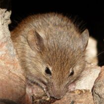 Wood mouse Wood mouse