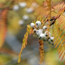 Sorbus berries Sorbus berries