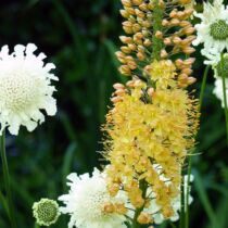 Foxtail lily and yellow scabious Foxtail lily and yellow scabious