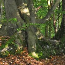 Ancient woodland – Great Orton Ancient woodland – Great Orton