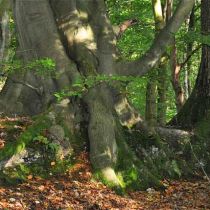 Ancient woodland – Great Orton Ancient woodland – Great Orton